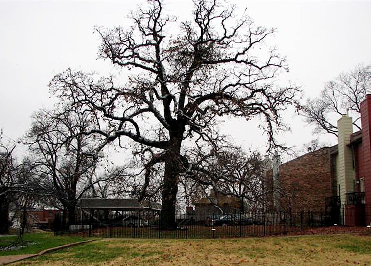 Creek Council Tree